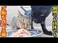 個別でご飯をあげた猫が団体の時もチャッカリいた ベンツくん さくらねこたちへのエサやり【視聴だけでも猫たちを助けることになります】支援者様 視聴者様 猫たちに神のご加護を！