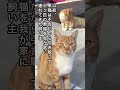 【子猫を連れて現れた父猫は元飼い猫でした】捨てられた茶トラ親子 #ねこ動画 #保護猫 #かしわねこ #ほごねこ #子ネコ #cat #動物プロダクション #ネコ #かわいい #かわいい猫