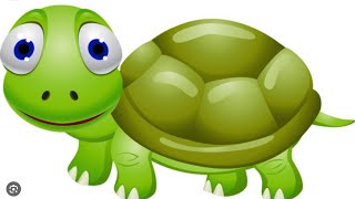 烏龜🐢日常