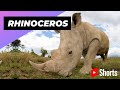 Rhinoceros рџ Џ One Of The Tallest Animals In The World Shorts Rhinoceros рџ Џ One Of The Tallest Animals In The World Shorts