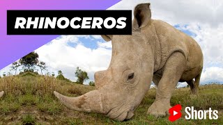 Rhinoceros 🦏 One Of The Tallest Animals In The World #shorts