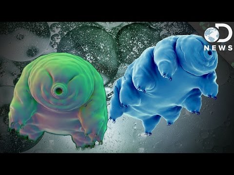 Does This Strange Animal Have Alien DNA?