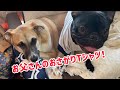 犬服♪Tシャツリメイク