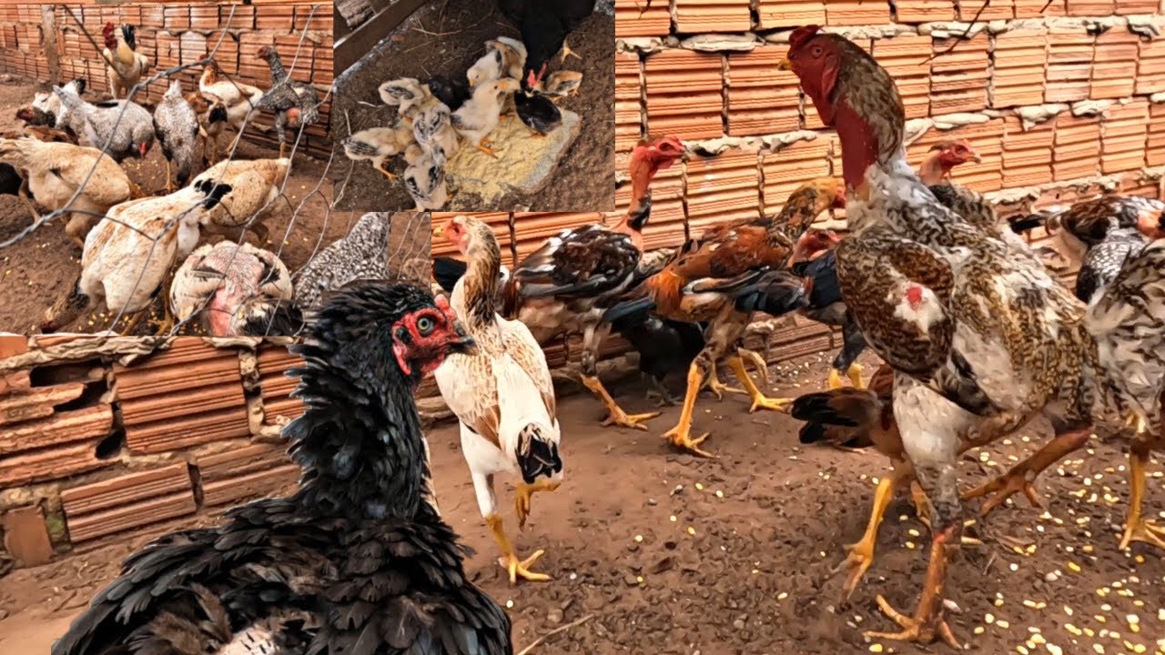 COMO CRIAR GALINHA CAIPIRA 