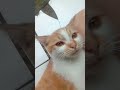 My new cat zomeng