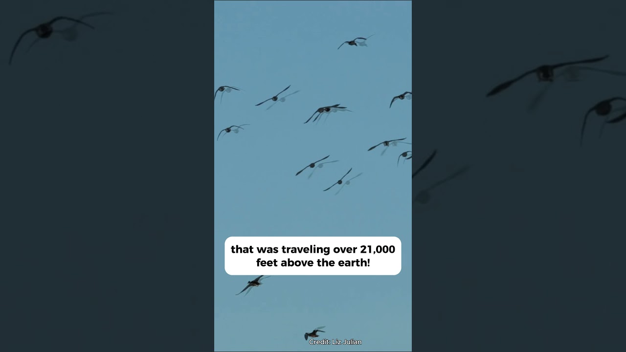 3 Fun Facts About the Mallard! 