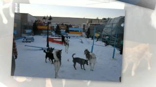 Ruffhouse Playcare - Dog Daycare Calgary