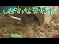 ジャンガリアンハムスター＊リリちゃんの貴重な寝顔、、、( *´艸｀)❤