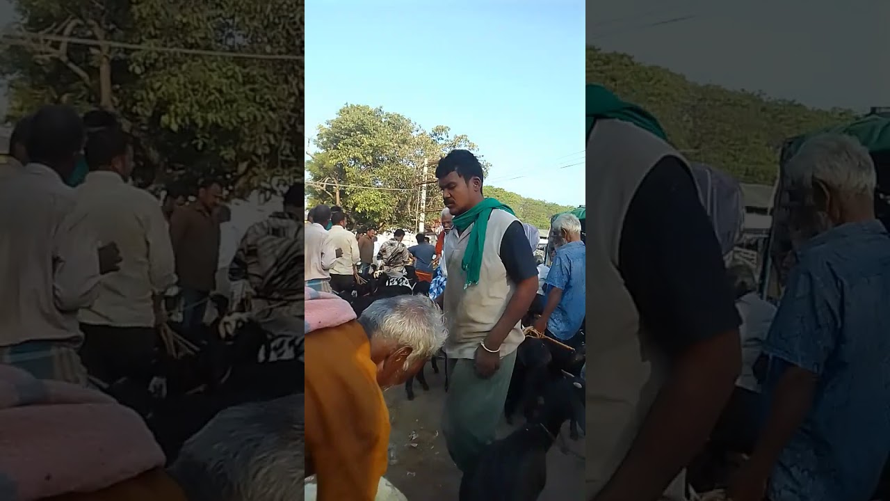 பொள்ளாச்சி ஆட்டு சந்தை=(19-2-2026)🐐🐐🐐