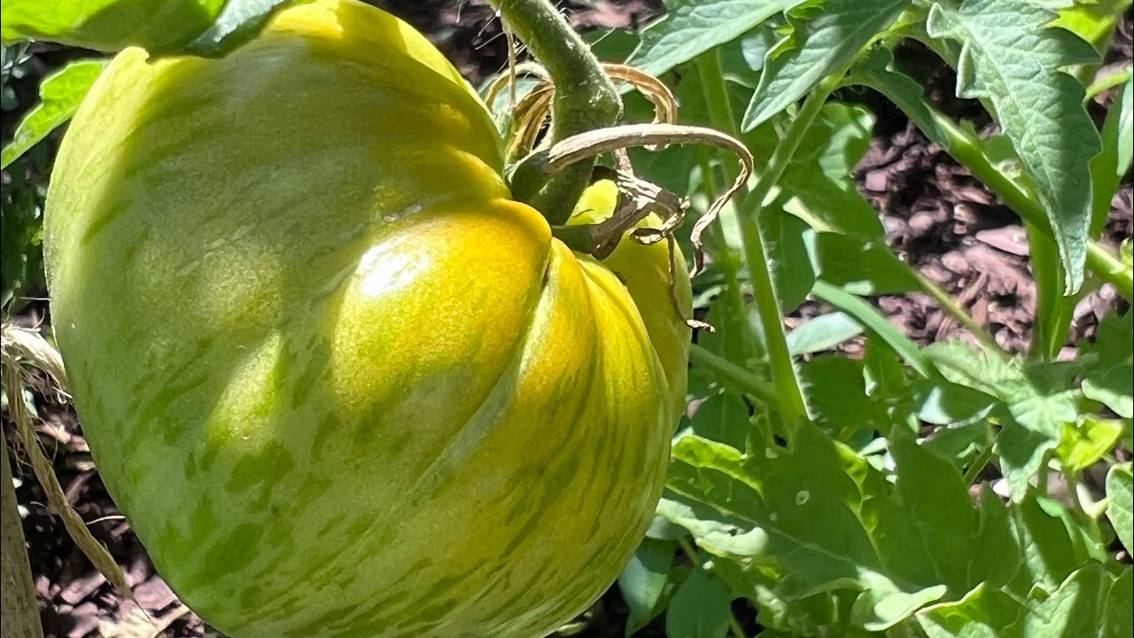 Green Zebra Tomato Taste Test | Zone 7B VA #letsgo