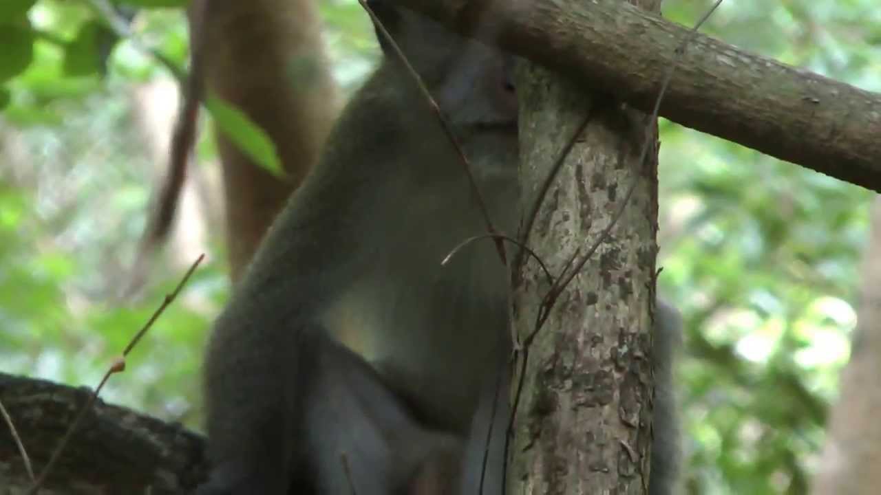 Обезьяны острова Пи-пи в Тайланде.  Phi Phi Island, Thailand, 2013