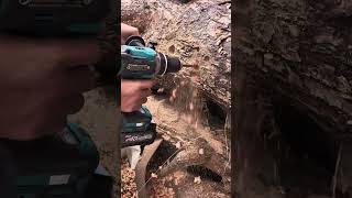 drilling holes into a large fallen tree trunk with a powerful cordless electric drill for mushrooms