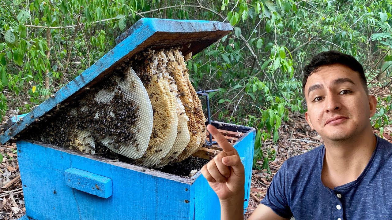 ¡ Me descuidé de estas abejas !🐝