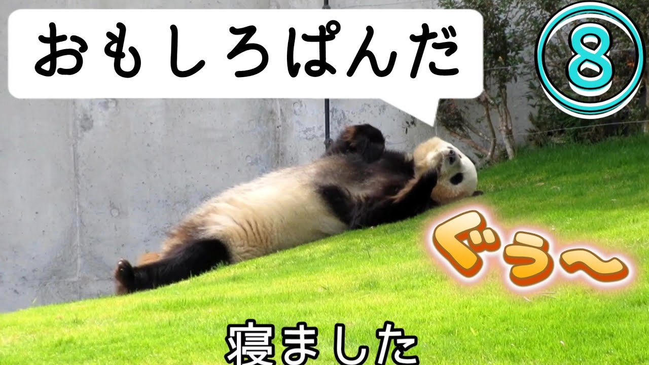 小ネタ集🐾おもしろぱんだ⑧ - YouTube