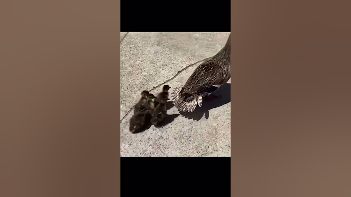 Woman saves seven baby ducklings from the storm drain #saves #human