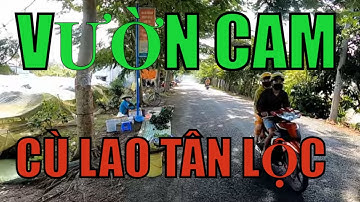 Thốt Nốt News:Vườn Cam Cù Lao Tân Lộc