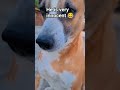 🤣Dabbu bhut sarif hain 🤣#viral #funny #shortvideos #dog #streetfood #love #fypシ #comedy #pets #cute