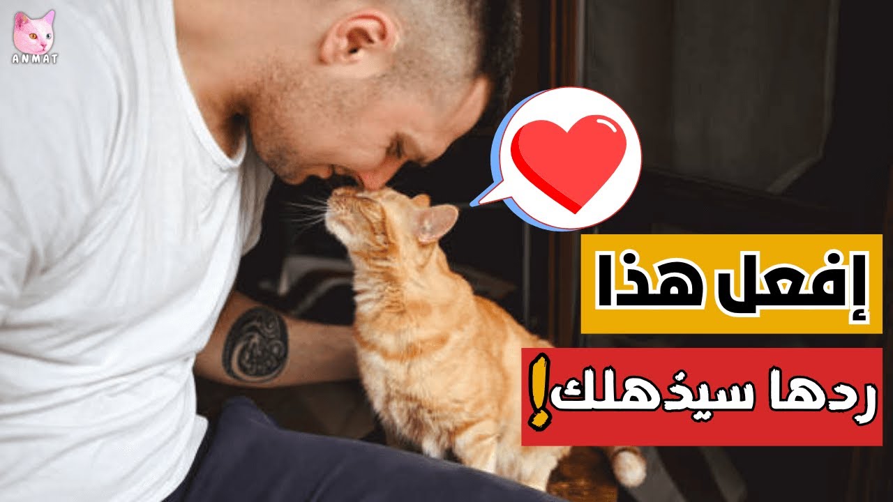 8 طرق سرية لإخبار قطتك أنك تحبها... 🐾❤️ لن تصدق كيف سترد عليك! 😻