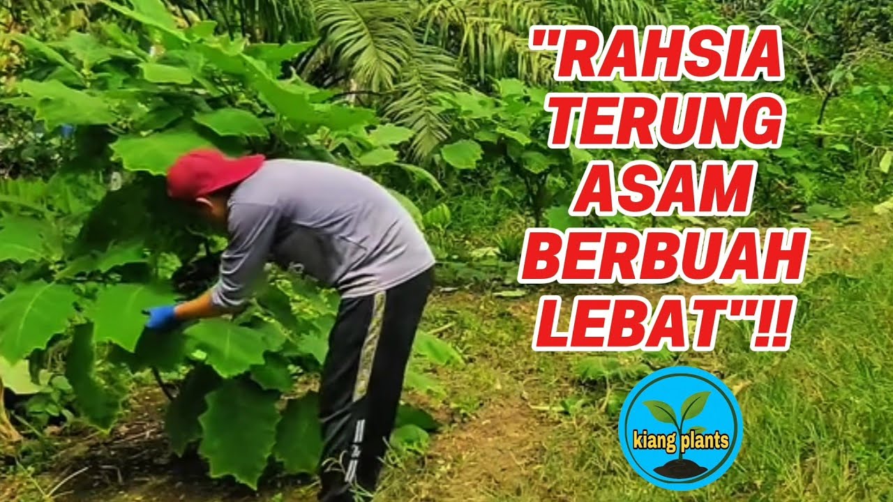 CARA SAYA JAGA TERUNG ASAM, SUPAYA TAK PERNAH GAGAL BERBUAH