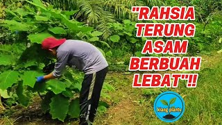 Cara Saya Jaga Terung Asam, Supaya Tak Pernah Gagal Berbuah