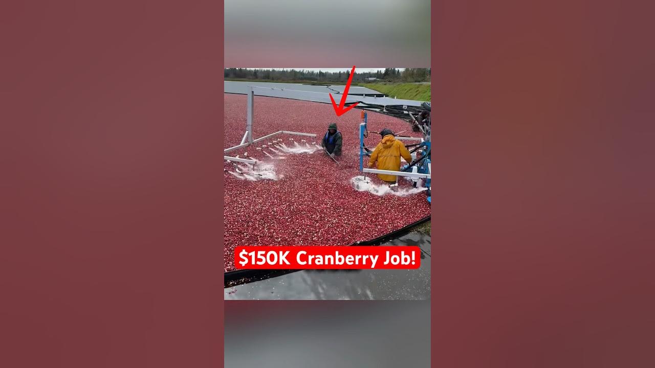 They Make $150,000 Picking Cranberries They Make $150,000 Picking Cranberries