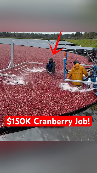 They Make $150,000 Picking Cranberries