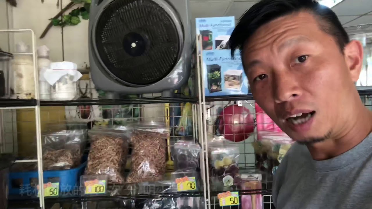 熱血阿傑帶大家逛昆蟲店第十一炮-阿峰甲蟲店-大桃園地區的蟲友-猶太深山-赫克力士大兜蟲-獨角仙-鍬形蟲-大兜蟲-insect shop-昆蟲生態缸-蜘蛛-變色龍-育成大兜土-腐植土-高發酵木屑