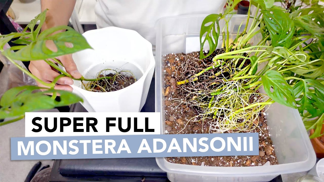 Combining Monstera Adansonii Cuttings with Mother Plant | Propagation Update