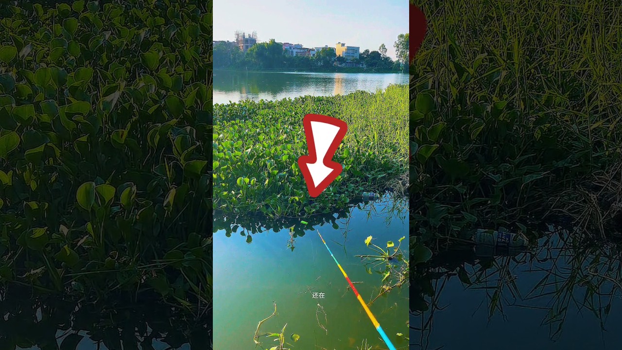 Daily fishing by rod in a beautiful weather🏞️ 