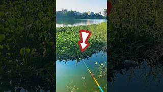 Daily Fishing By Rod In A Beautiful Weather