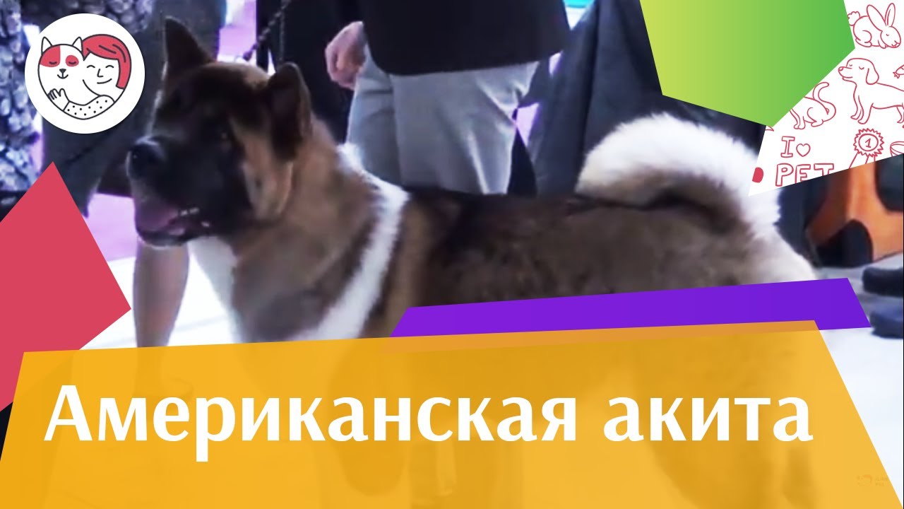 питомцы кукол лол Американская акита. Особенноcти породы, уход на ilikepet