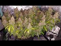 Slideshow  seed to harvest  super lemon haze auto by green house seeds  2x2x3 mini tent grow