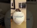 #funny #cat #pets #animals #dog #cute #cats #memes #dogs #funnyanimals