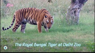 Royal Bengal Tigress of Delhi - Siddhi