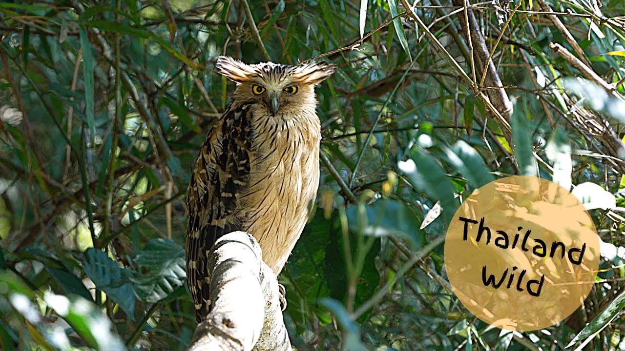 buffy-fish-owl-mother-and-chick-in-khao-yai-national-park-thailand