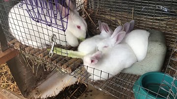 When to remove a rabbits next box