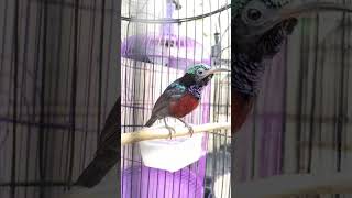 Download Lagu konin natuna gacor #konin #shortsfeed MP3