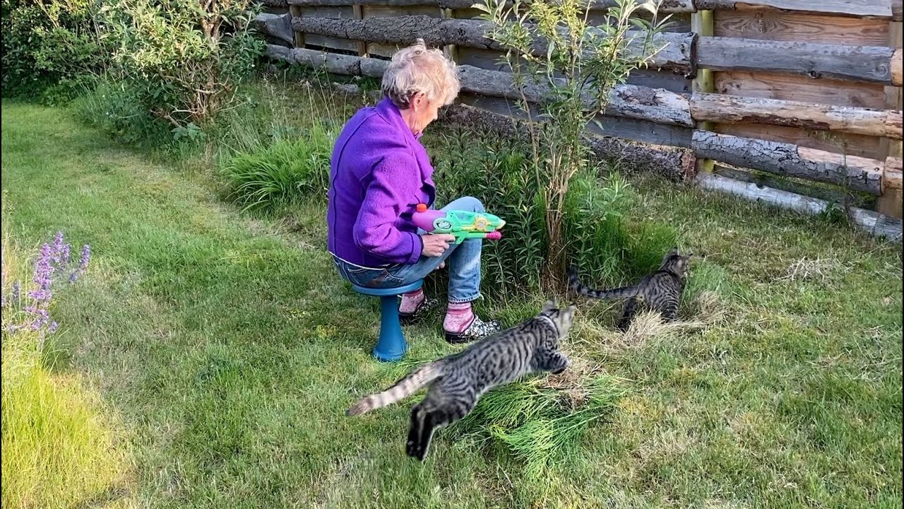 Kattene i haven 9.  juni 2025