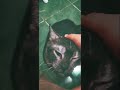 petting the cat #catshorts #catvideos #cat