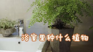 浴室的环境，种什么植物才能美美的【园丁小饭】*4k