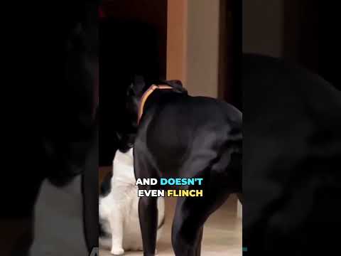 Video: 17 Doofy koerad häbenenud häbematu suhted linnud