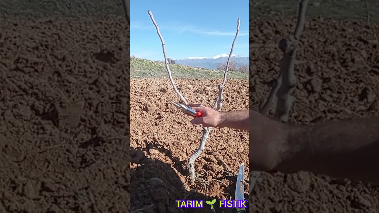Ağacın ilk şeklini tek daldan oluşturalım #Siirt fıstığı budama #pruning pistachios