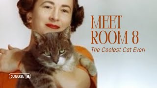 Meet Room 8 The Coolest Cat Ever