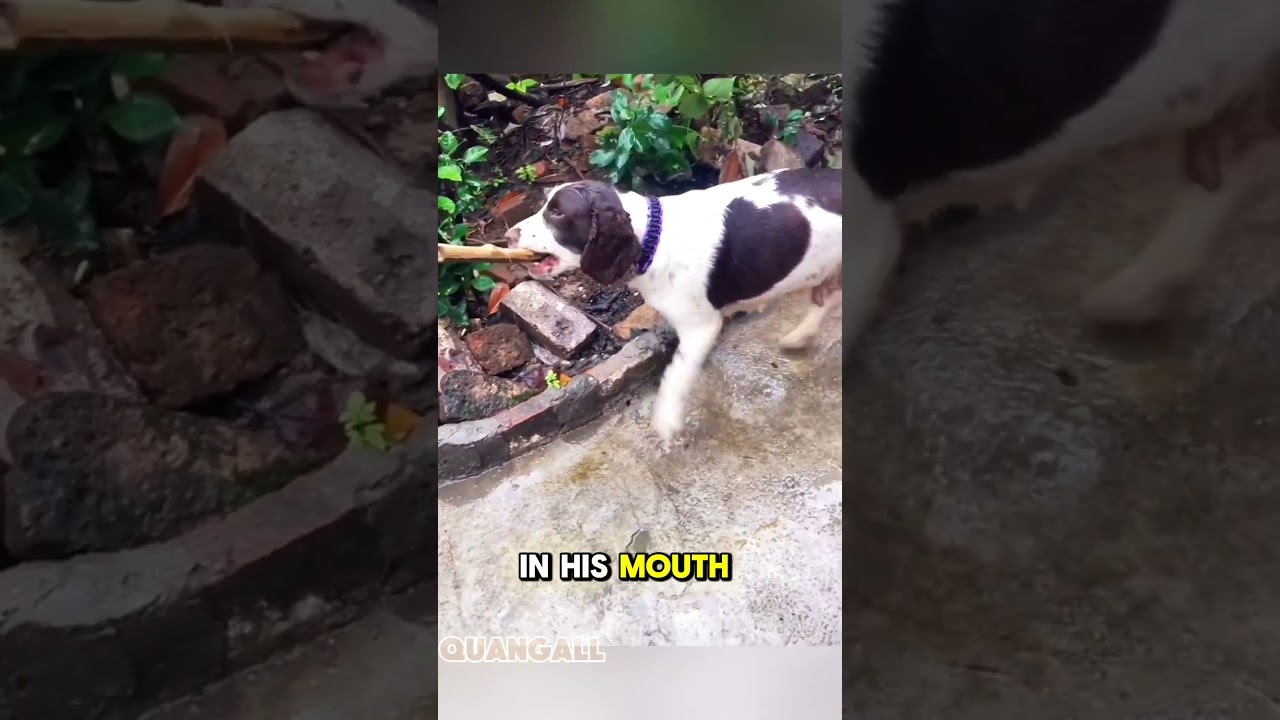The Dog Who Lifted His Butt to Accept Punishment#quangall#dog#respect #viralshort #shortvideo