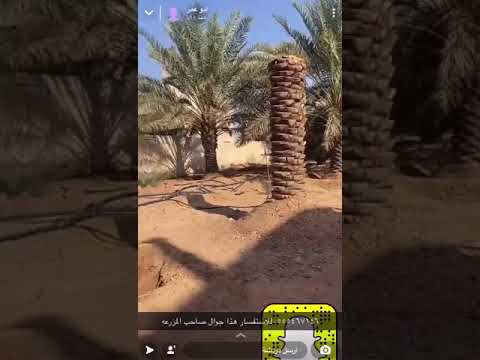 نجاح عملية تقصير النخيل الطويل