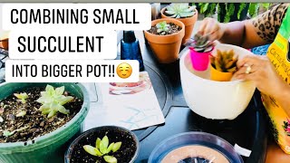 Combining Small Succulent Into One Big Pot To Put Away Indoor