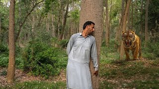 Man vs Tiger in Forest 😳Tiger Attack in Forest | Tiger Encounter