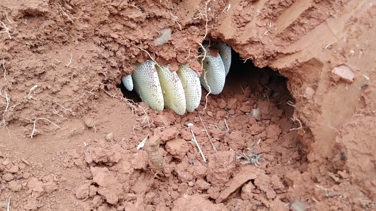 resgate de abelhas em um buraco no chão  / capturing bee