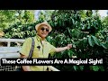 Amazing coffee blossoms and a delicious plantation breakfast a day in a coffee estate  vlog 265