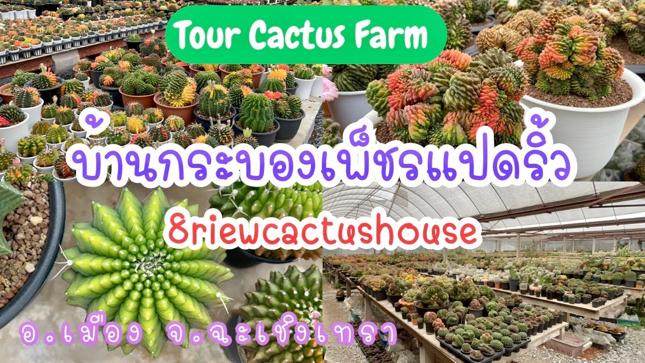| Garden | 🌵💓Tour Cactus Farm : บ้านกระบองเพ็ชรแปดริ้ว (8riewcactushouse) อ.เมือง จ.ฉะเชิงเทรา
